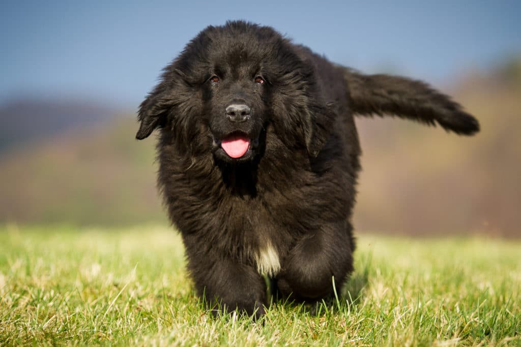 A Newfoundland dog