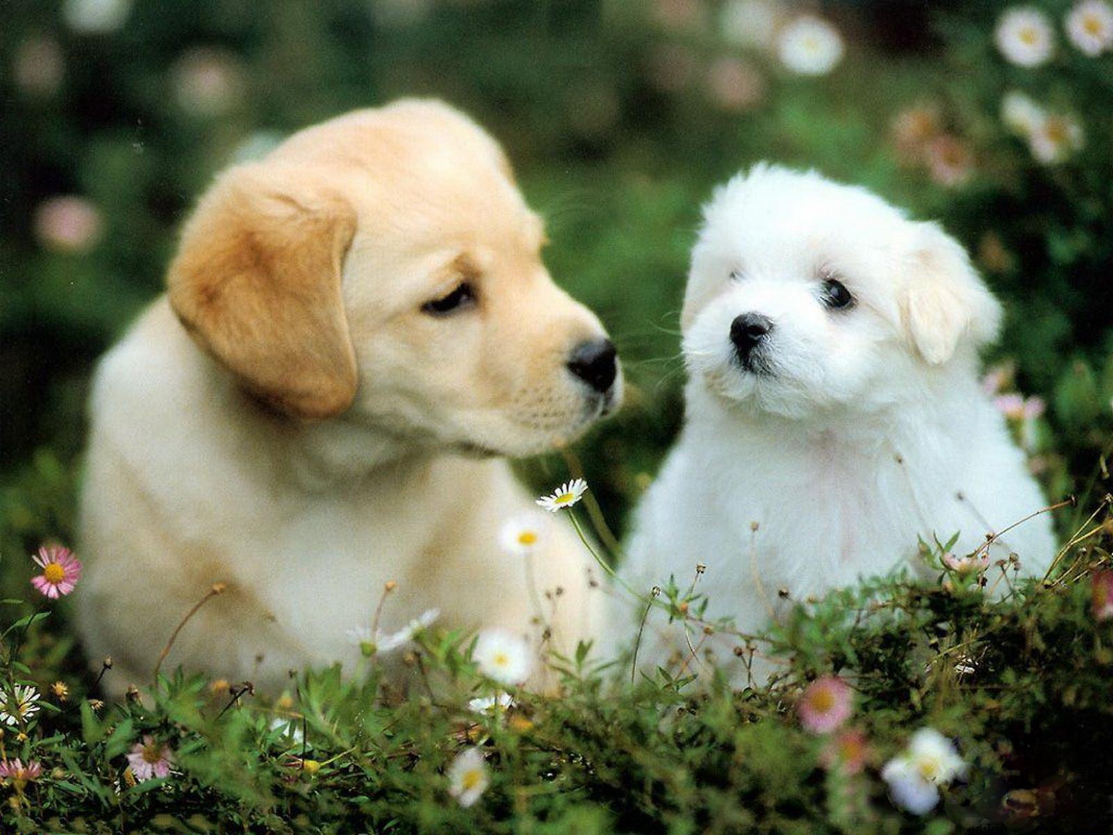 Two puppies in a meadow